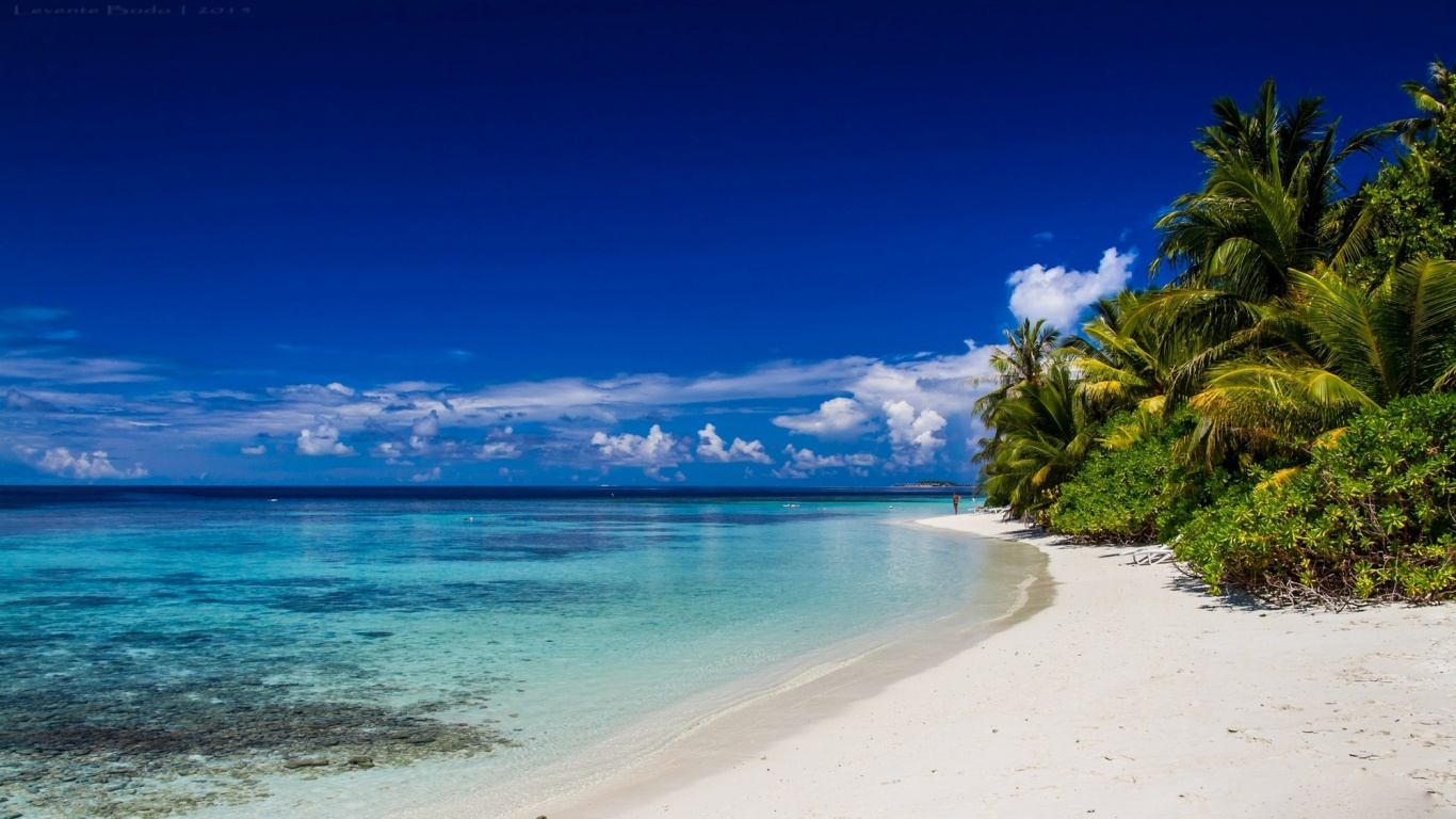 Palmier Vert Près de la Mer Bleue Sous le Ciel Bleu Pendant la Journée. Wallpaper in 1366x768 Resolution