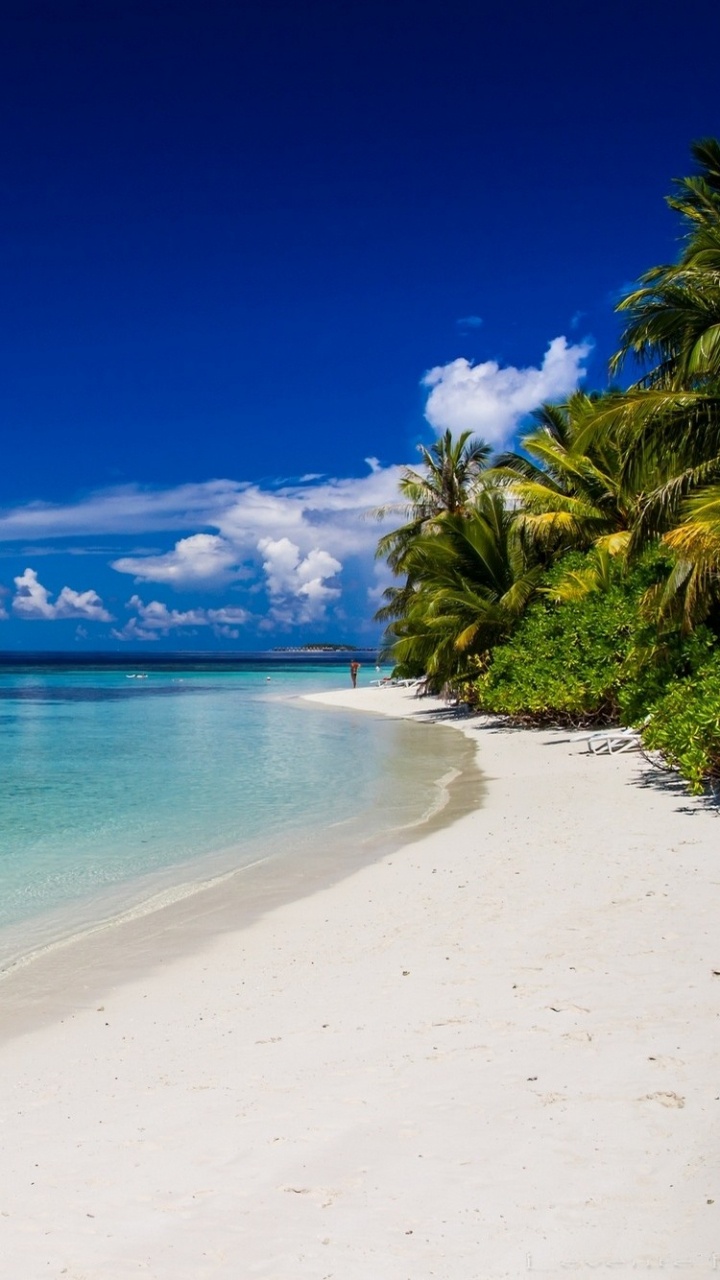 Green Palm Tree Near Blue Sea Under Blue Sky During Daytime. Wallpaper in 720x1280 Resolution