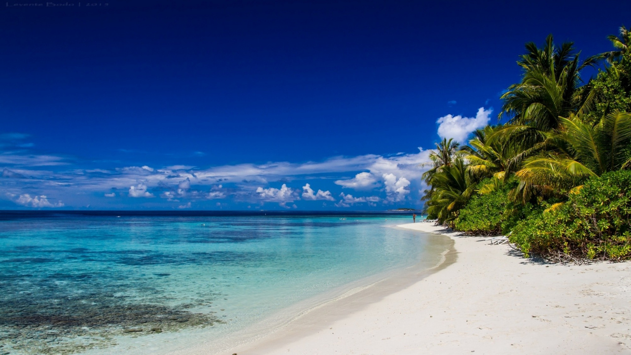 Grüne Palme in Der Nähe Des Blauen Meeres Unter Blauem Himmel Tagsüber During. Wallpaper in 1280x720 Resolution