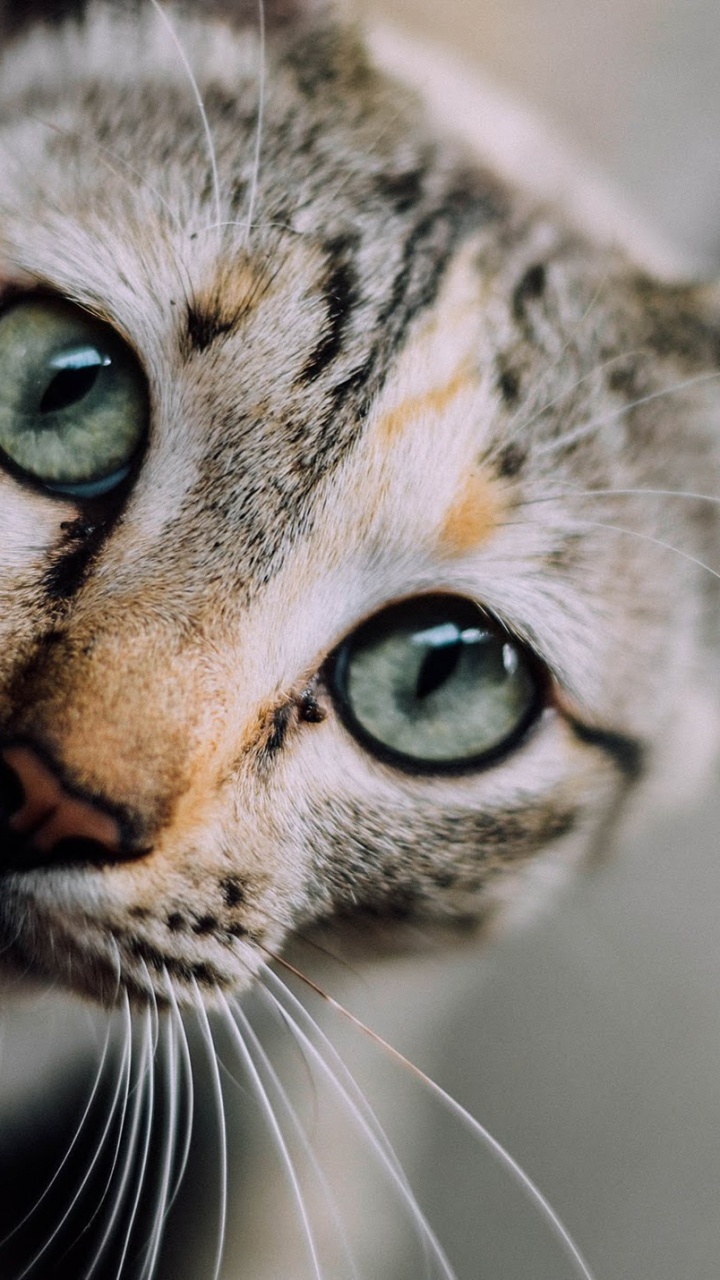 Gato, Perro, Gatito, Tigre, Veterinario. Wallpaper in 720x1280 Resolution