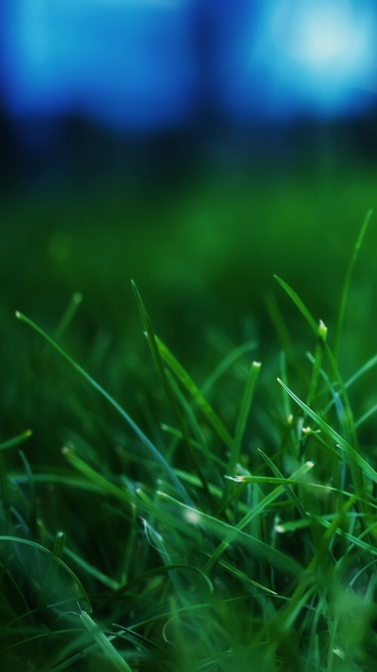 Herbe Verte en Photographie Rapprochée. Wallpaper in 750x1334 Resolution