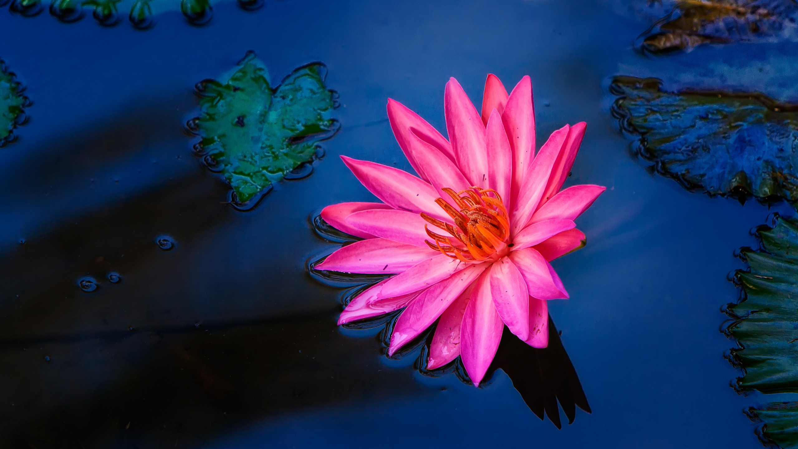 Pink Water Lily in Bloom. Wallpaper in 2560x1440 Resolution