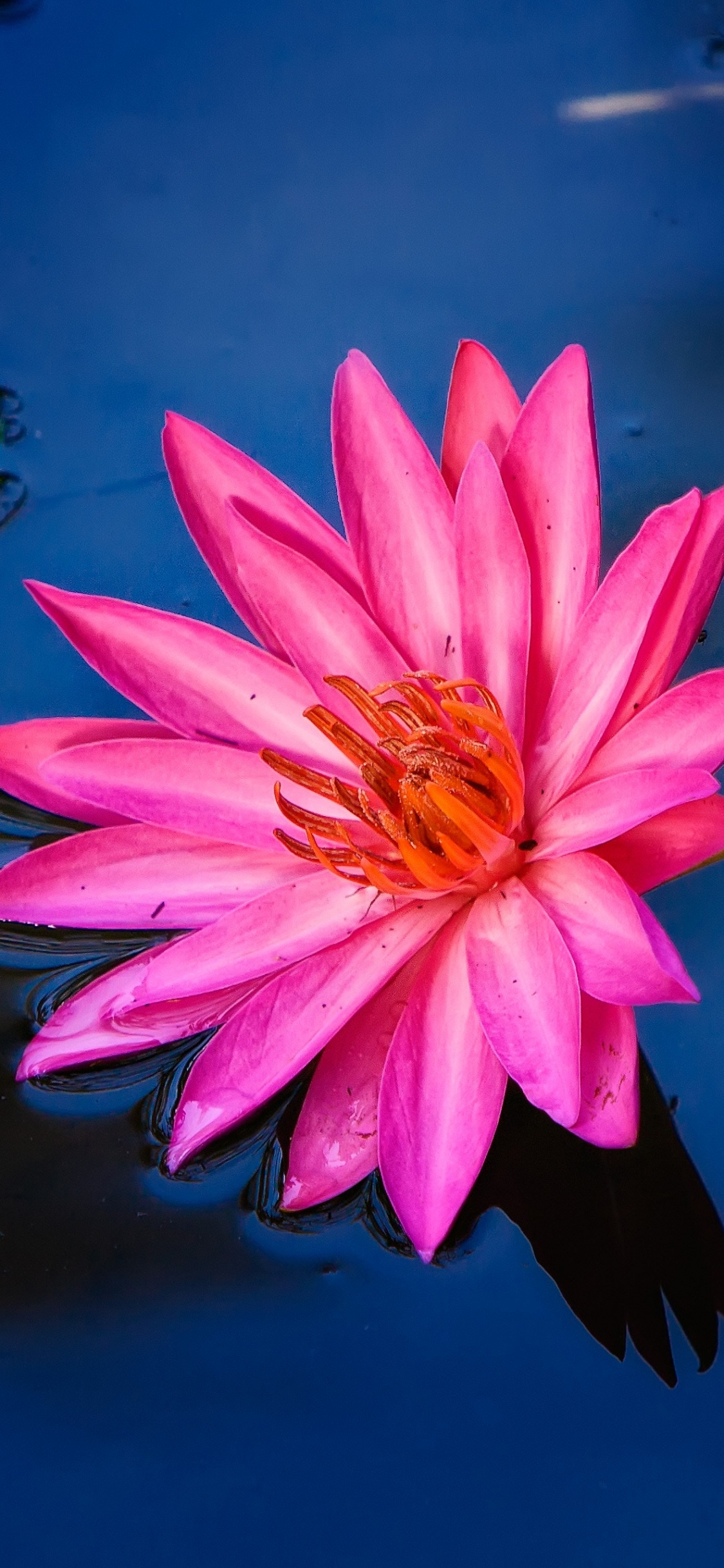 Nénuphar Rose en Fleur. Wallpaper in 1125x2436 Resolution