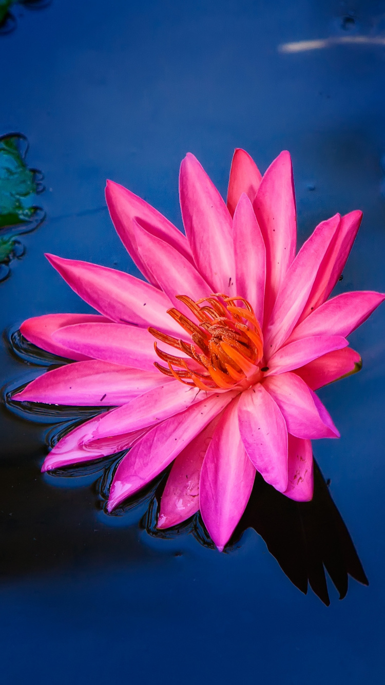 Nénuphar Rose en Fleur. Wallpaper in 750x1334 Resolution