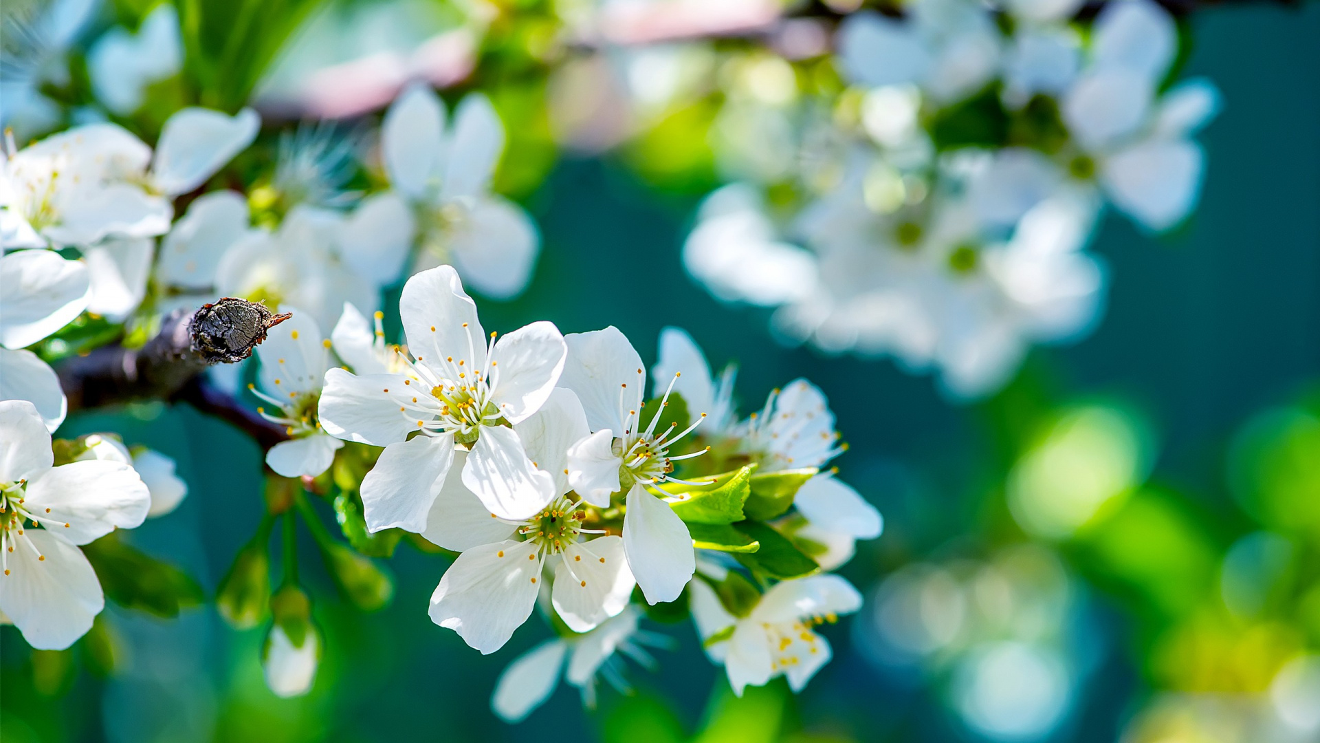 White Cherry Blossom in Close up Photography. Wallpaper in 1920x1080 Resolution