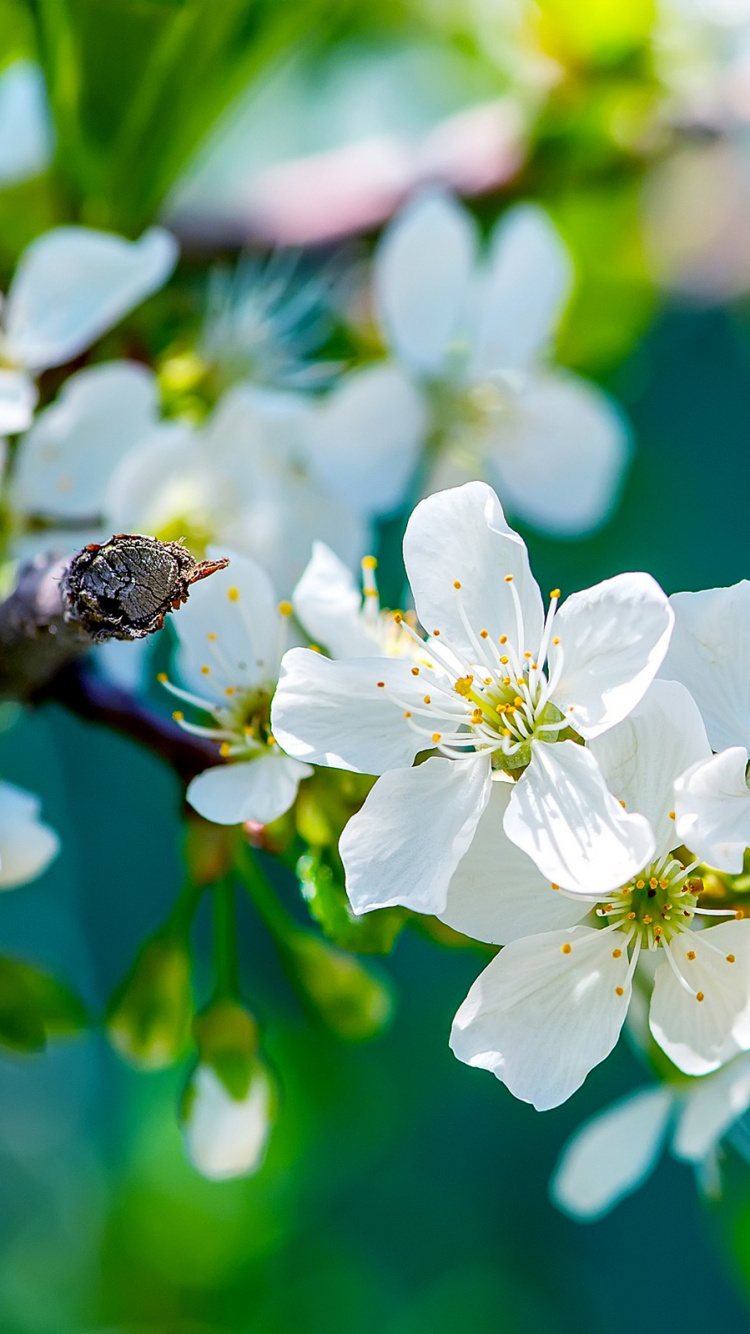 White Cherry Blossom in Close up Photography. Wallpaper in 750x1334 Resolution