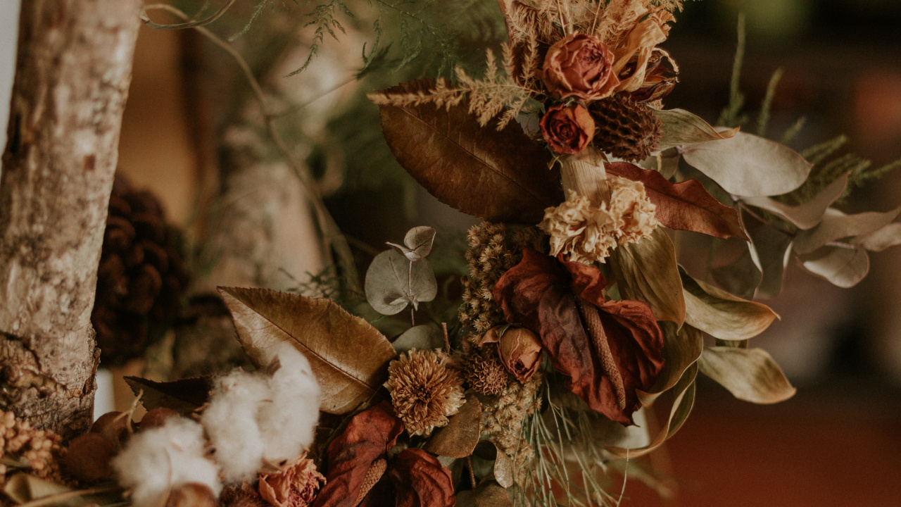 菌群, 松的家庭, 仍然生活, 树枝, 花圈 壁纸 1280x720 允许