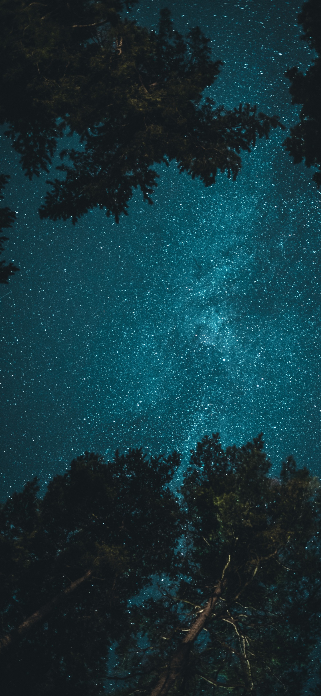 Baum Unter Nachthimmel, Baum, Nacht, Stern, Atmosphäre. Wallpaper in 1125x2436 Resolution