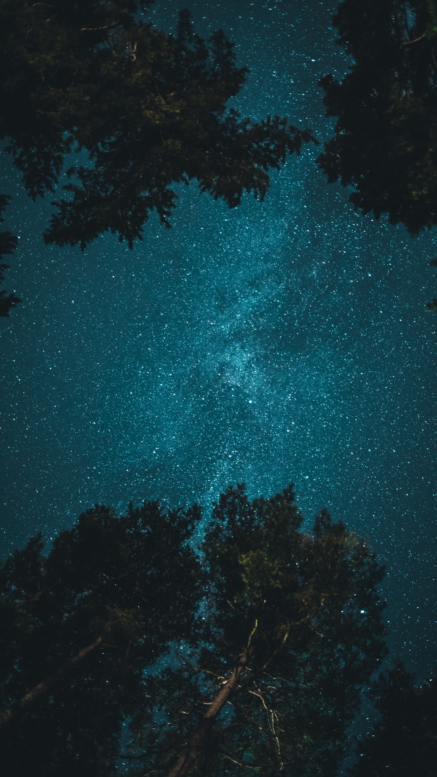 Baum Unter Nachthimmel, Baum, Nacht, Stern, Atmosphäre. Wallpaper in 1440x2560 Resolution