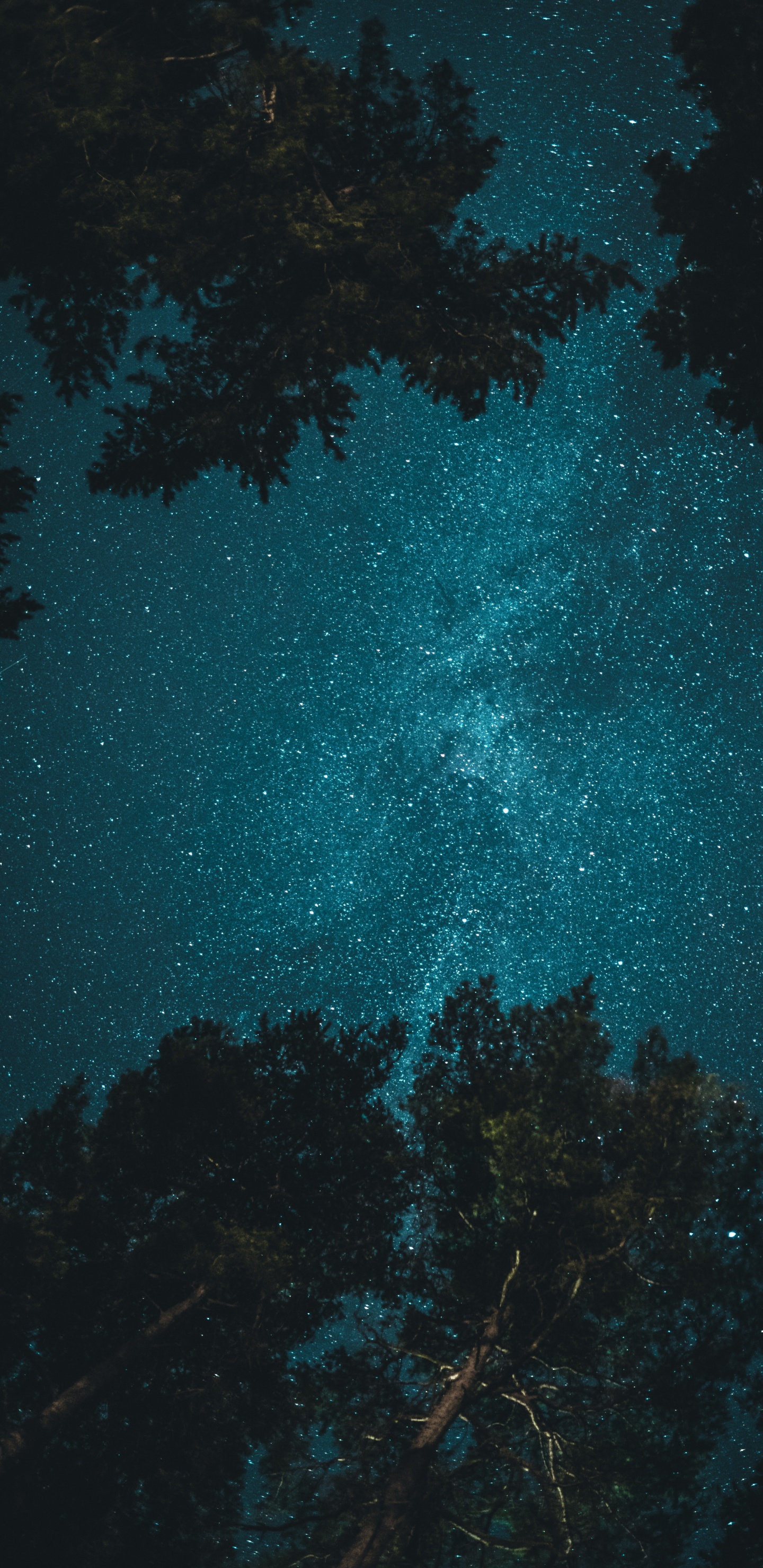 Tree Under Night Sky, Tree, Night, Star, Atmosphere. Wallpaper in 1440x2960 Resolution