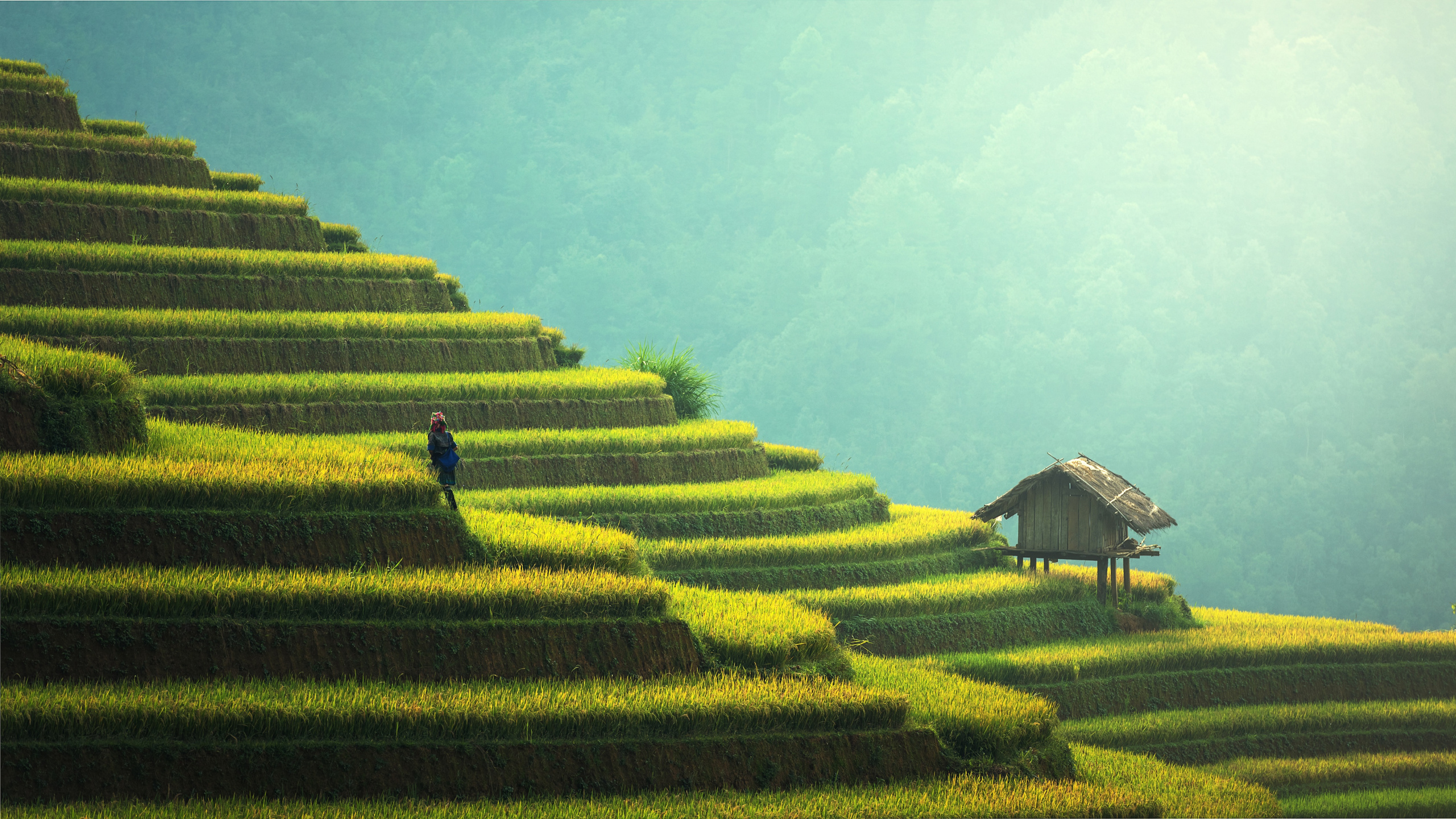 Personne en Veste Noire Marchant Sur un Terrain D'herbe Verte Pendant la Journée. Wallpaper in 2560x1440 Resolution