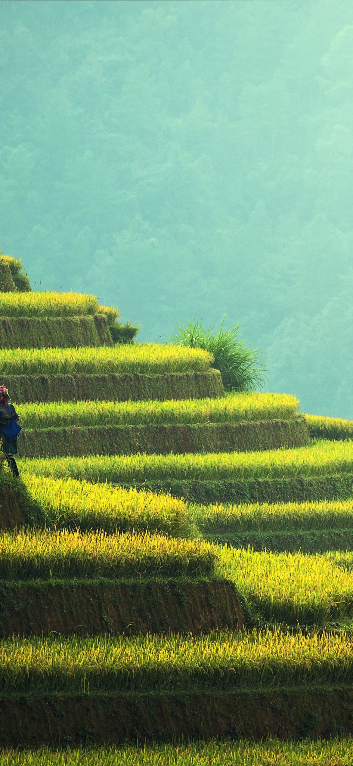 Person in Black Jacket Walking on Green Grass Field During Daytime. Wallpaper in 1125x2436 Resolution