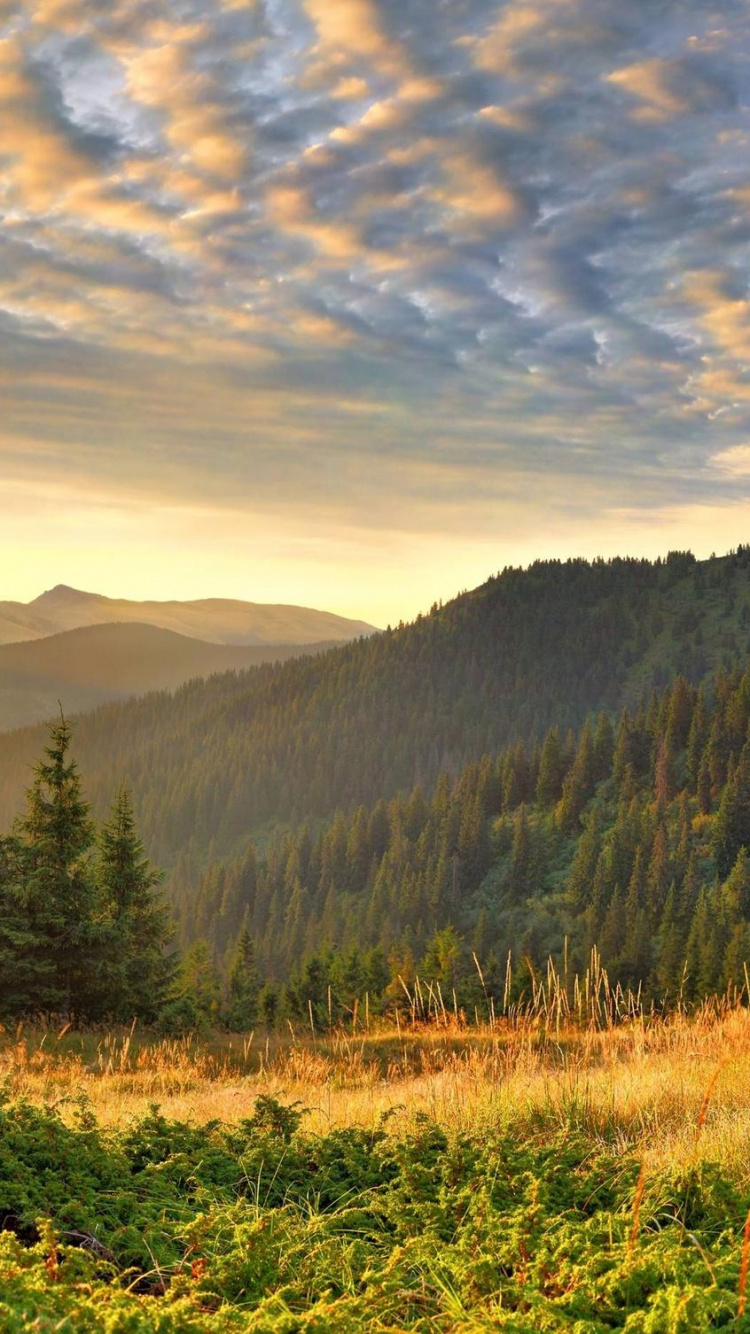 Green Grass Field Near Green Trees and Mountains During Daytime. Wallpaper in 750x1334 Resolution