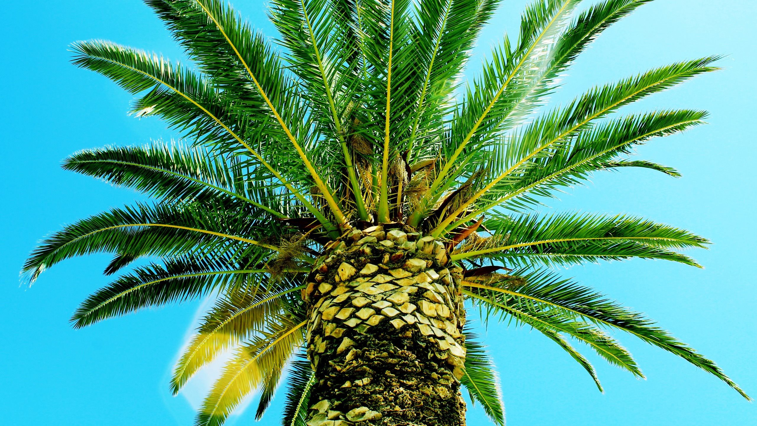 Green Palm Tree Under Blue Sky During Daytime. Wallpaper in 2560x1440 Resolution