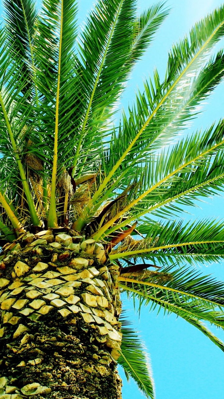 Green Palm Tree Under Blue Sky During Daytime. Wallpaper in 720x1280 Resolution