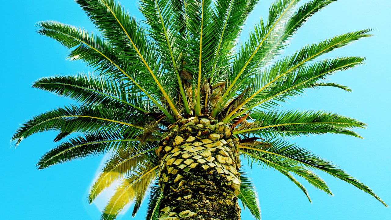 Palmera Verde Bajo un Cielo Azul Durante el Día. Wallpaper in 1280x720 Resolution