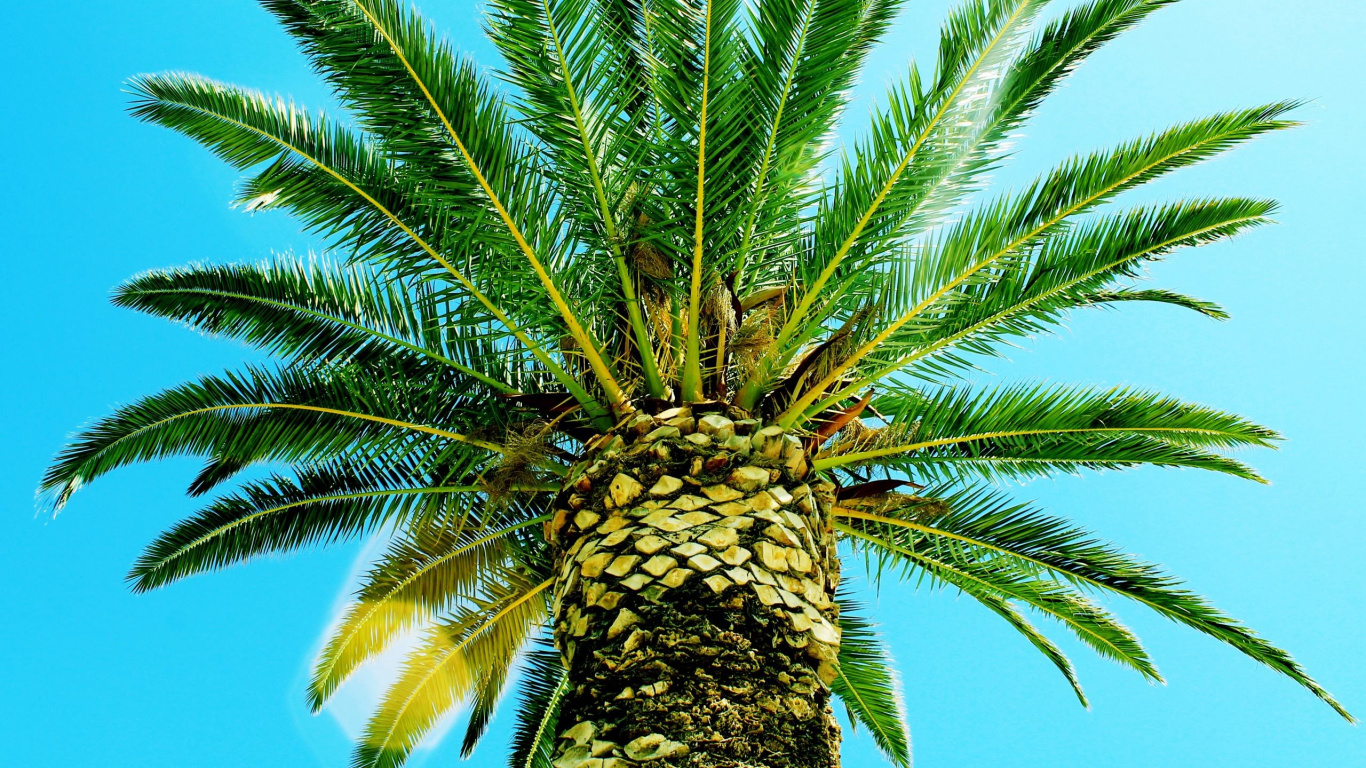 Palmera Verde Bajo un Cielo Azul Durante el Día. Wallpaper in 1366x768 Resolution