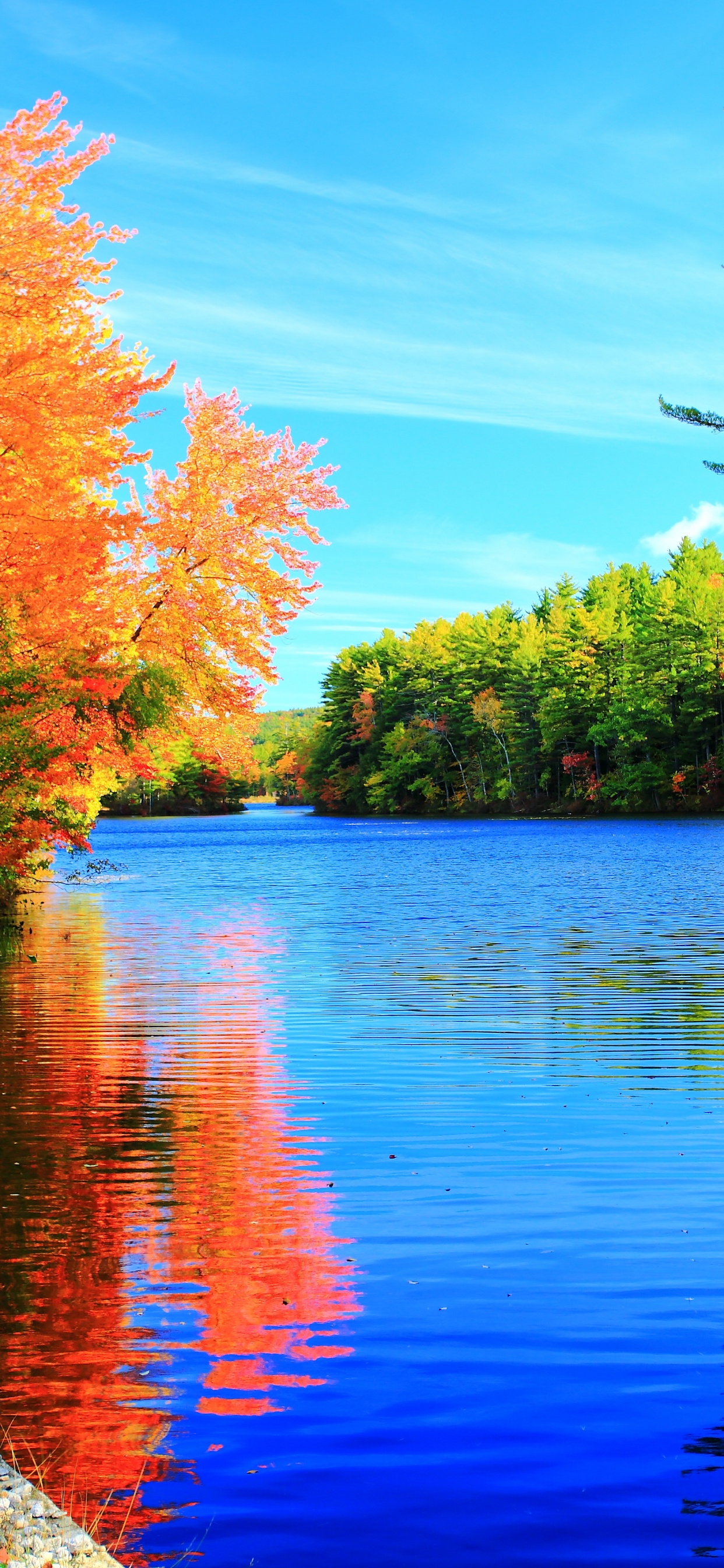 Red and Green Trees Beside Body of Water During Daytime. Wallpaper in 1242x2688 Resolution