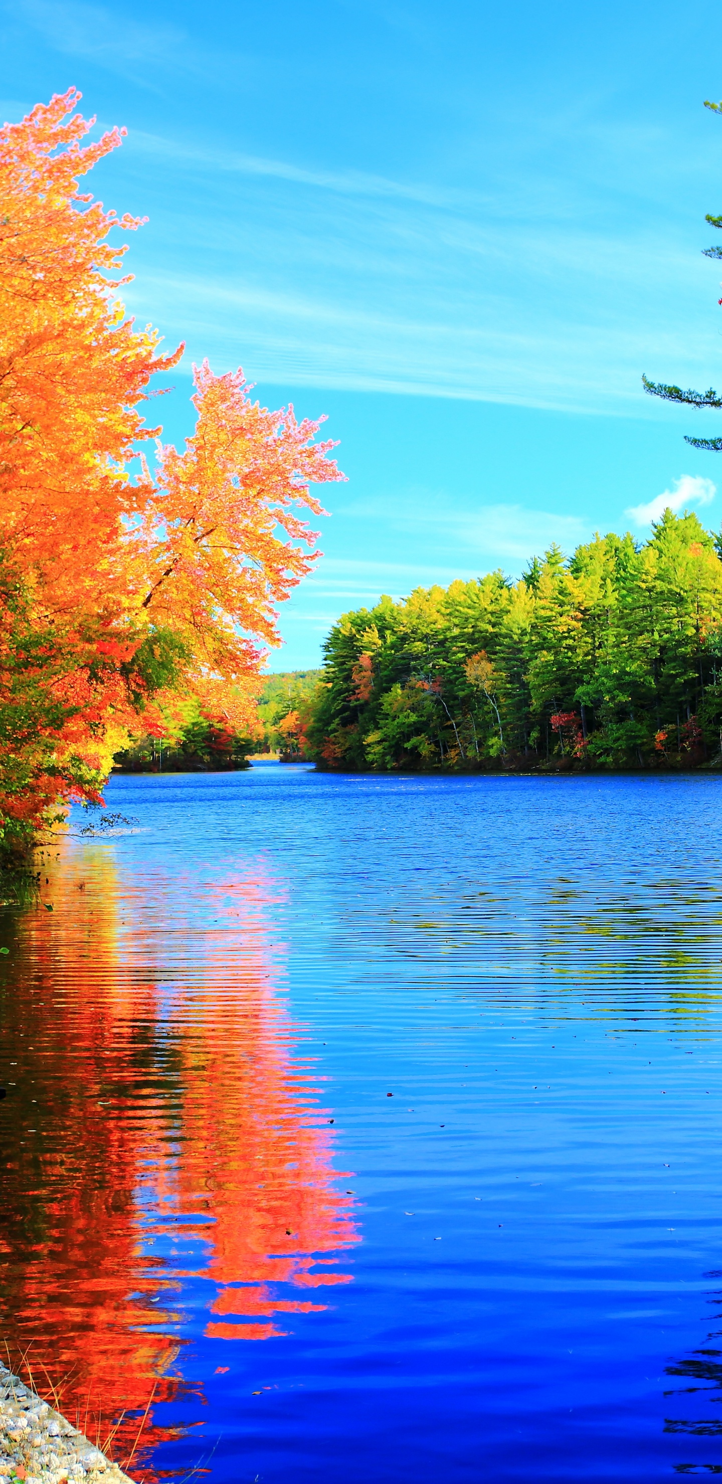 Red and Green Trees Beside Body of Water During Daytime. Wallpaper in 1440x2960 Resolution