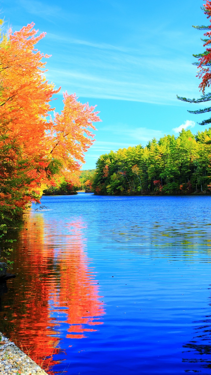 Red and Green Trees Beside Body of Water During Daytime. Wallpaper in 720x1280 Resolution