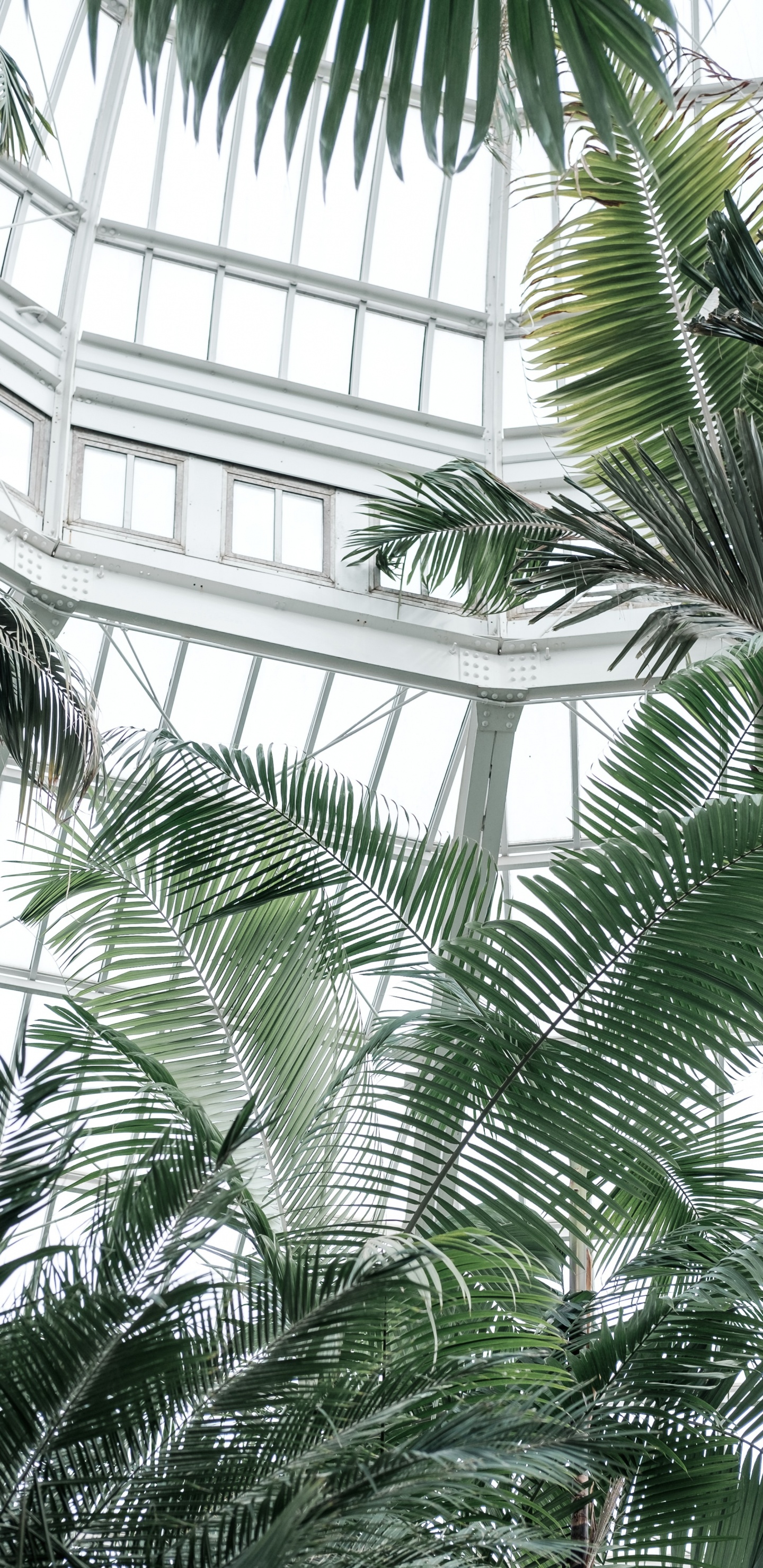 Green Palm Tree Near White Metal Framed Glass Window. Wallpaper in 1440x2960 Resolution