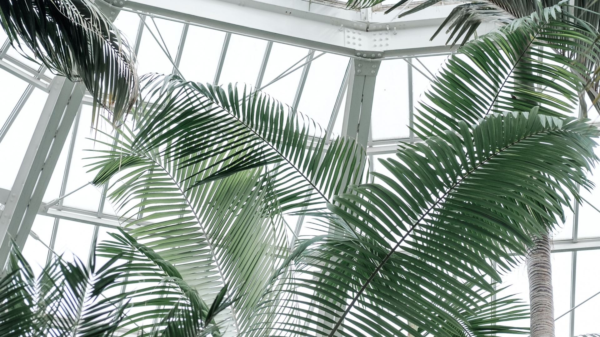 Green Palm Tree Near White Metal Framed Glass Window. Wallpaper in 1920x1080 Resolution
