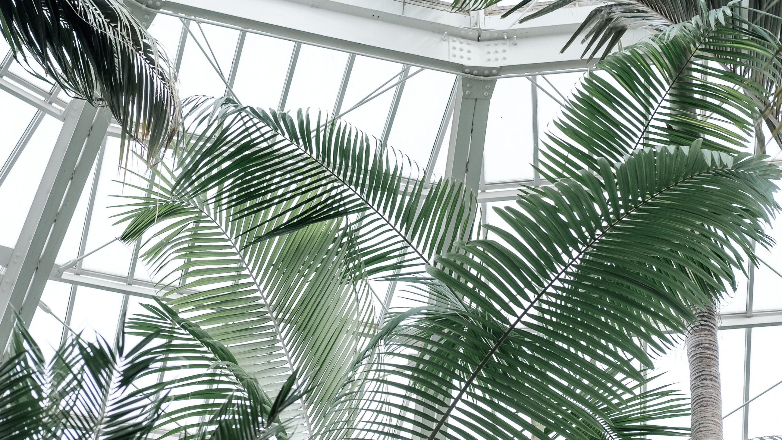 Green Palm Tree Near White Metal Framed Glass Window. Wallpaper in 2560x1440 Resolution