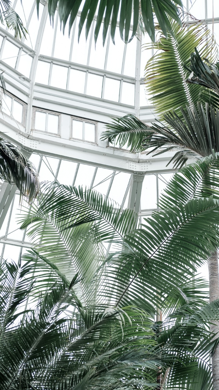 Green Palm Tree Near White Metal Framed Glass Window. Wallpaper in 720x1280 Resolution