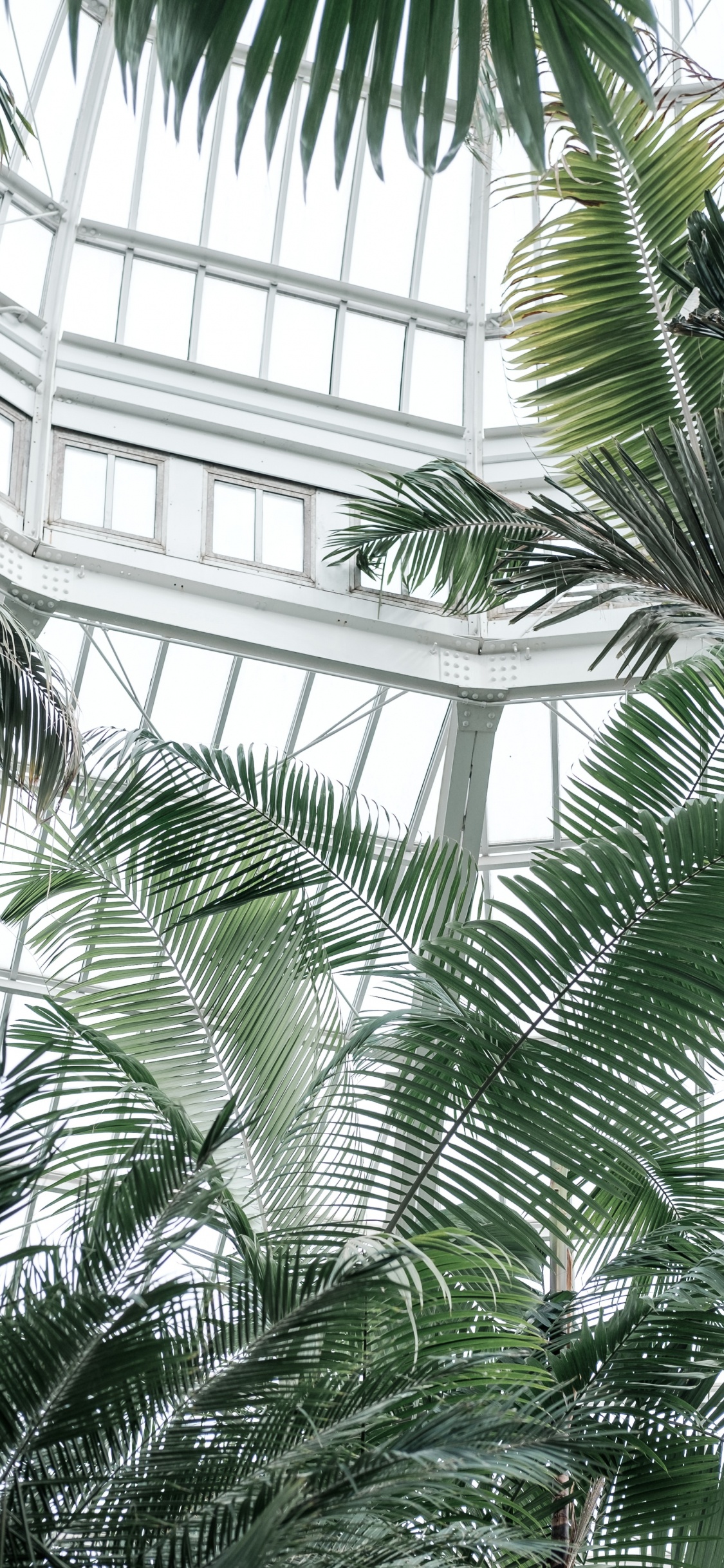 Grüne Palme in Der Nähe Von Glasfenster Mit Weißem Metallrahmen. Wallpaper in 1125x2436 Resolution