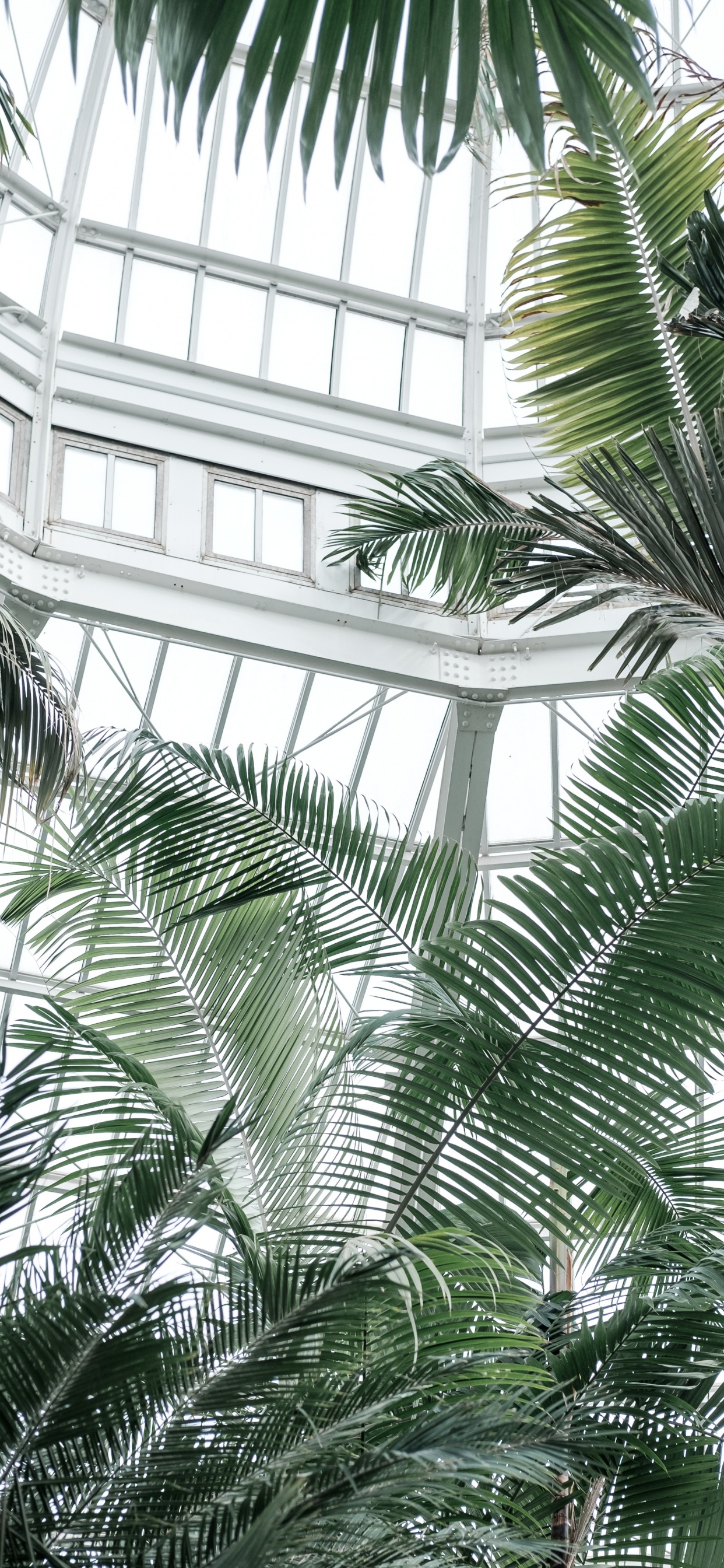 Grüne Palme in Der Nähe Von Glasfenster Mit Weißem Metallrahmen. Wallpaper in 1242x2688 Resolution