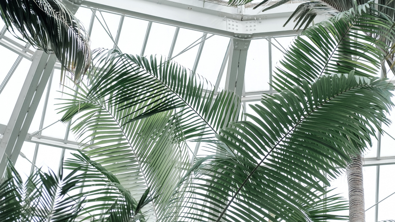 Grüne Palme in Der Nähe Von Glasfenster Mit Weißem Metallrahmen. Wallpaper in 1280x720 Resolution