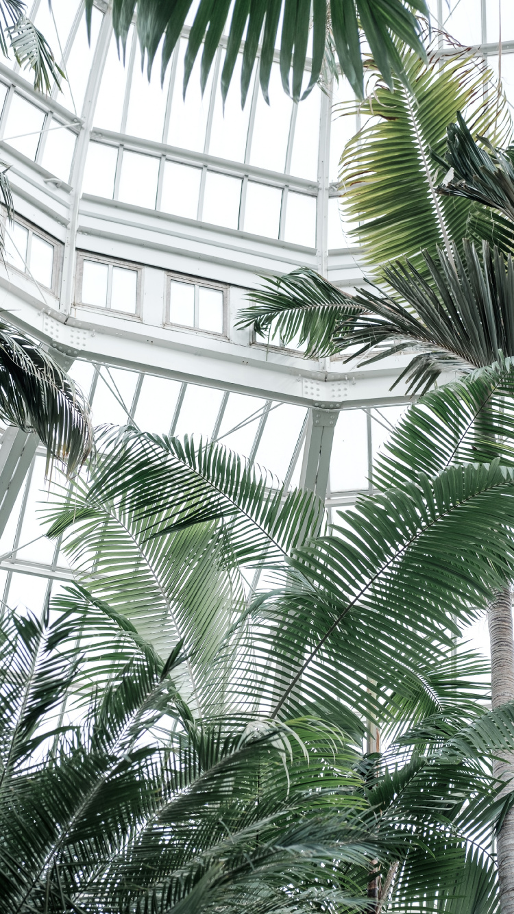 Grüne Palme in Der Nähe Von Glasfenster Mit Weißem Metallrahmen. Wallpaper in 750x1334 Resolution