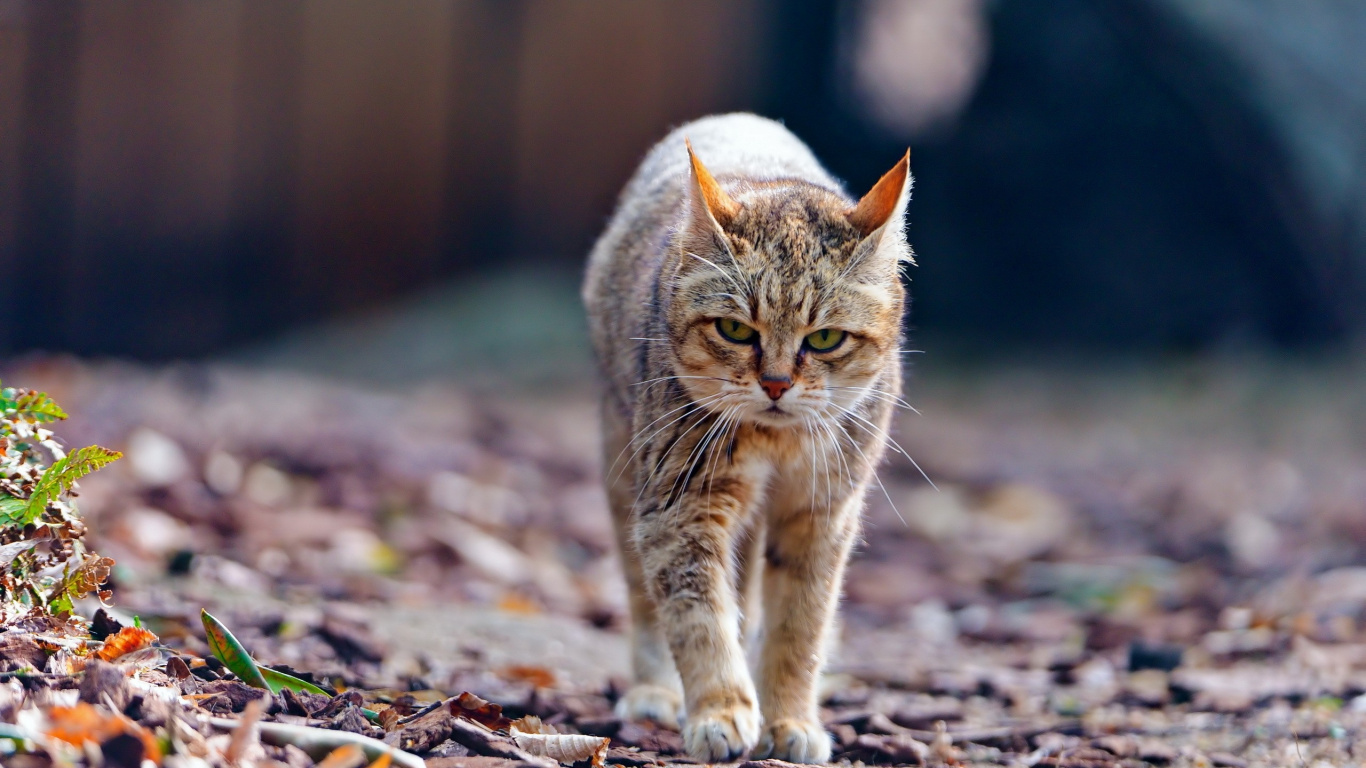Gato Atigrado Marrón Caminando Sobre Hojas Secas Marrones. Wallpaper in 1366x768 Resolution