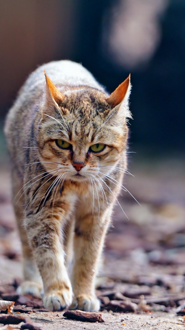 Gato Atigrado Marrón Caminando Sobre Hojas Secas Marrones. Wallpaper in 750x1334 Resolution