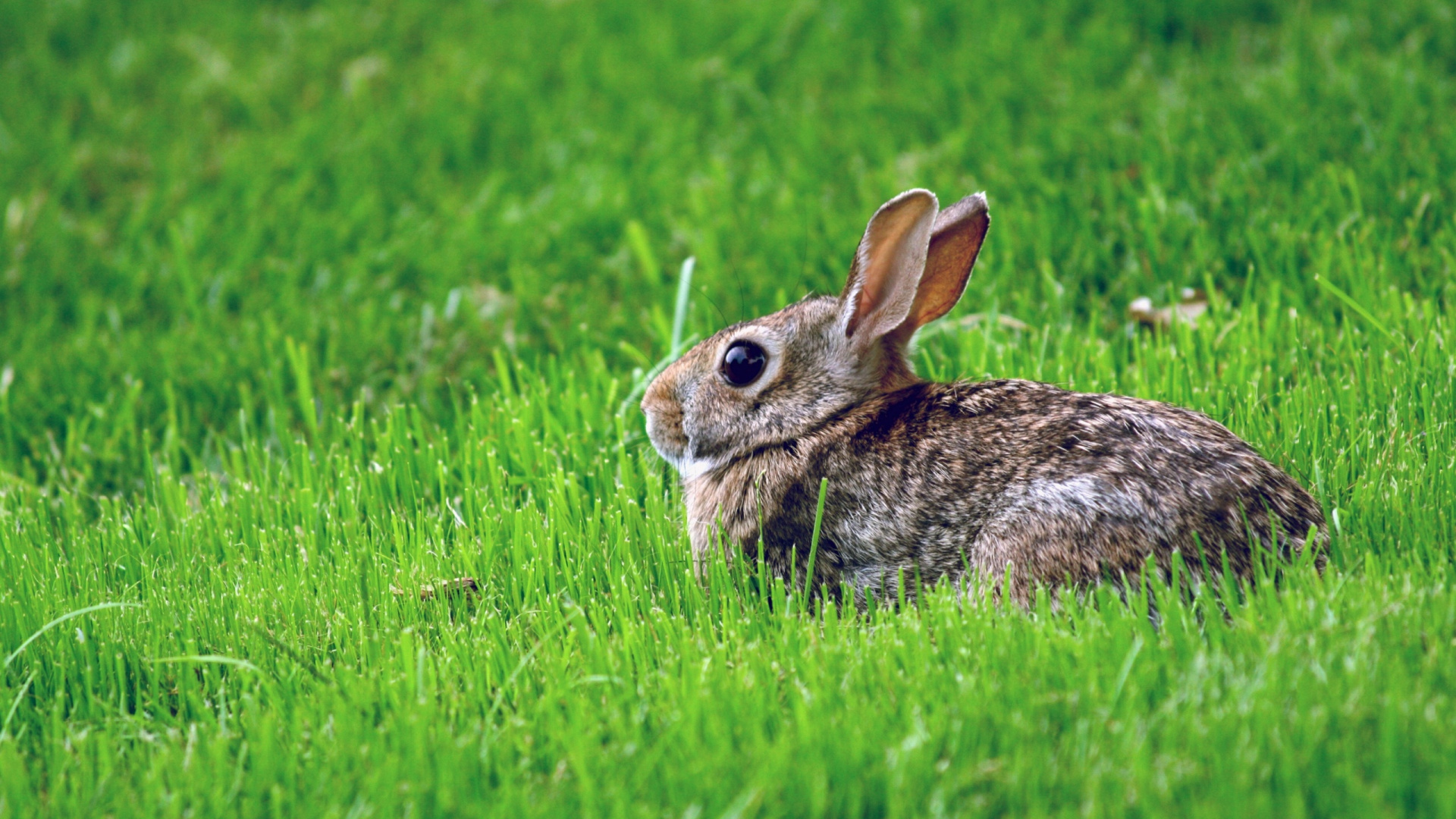Lapin Brun Sur Terrain D'herbe Verte Pendant la Journée. Wallpaper in 1920x1080 Resolution