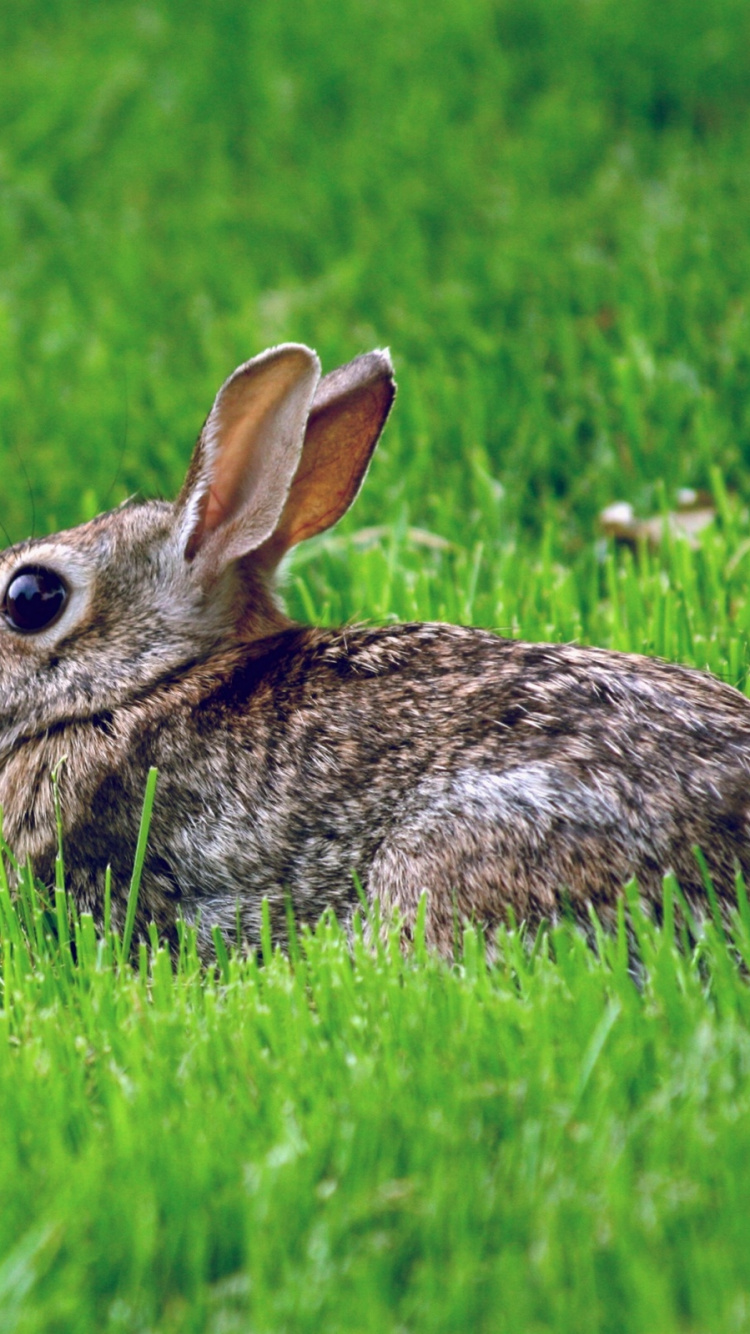 Lapin Brun Sur Terrain D'herbe Verte Pendant la Journée. Wallpaper in 750x1334 Resolution