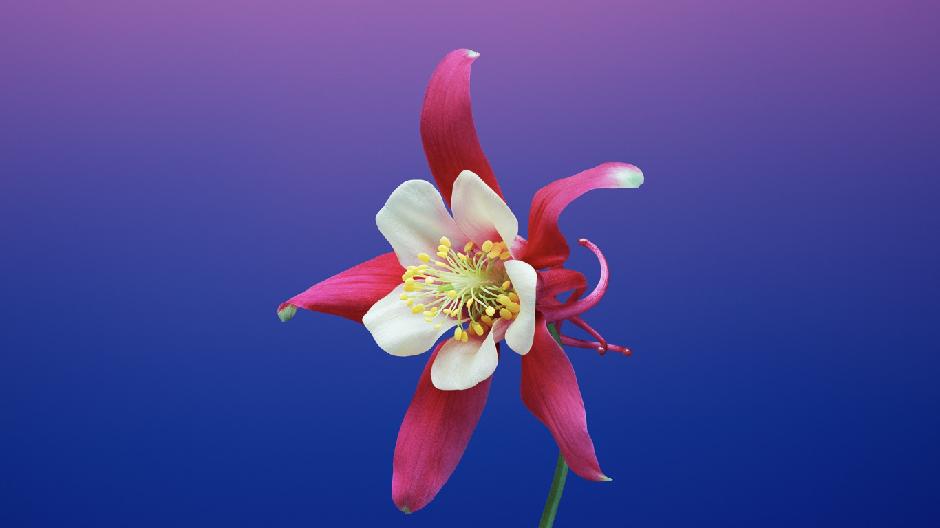 Ipad, Apple, IOS 11, Apples, Ios. Wallpaper in 1366x768 Resolution