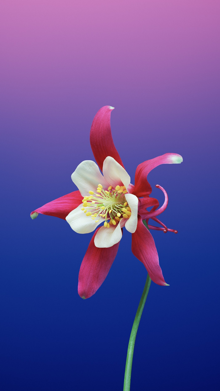 Ipad, Apple, IOS 11, Apples, Ios. Wallpaper in 750x1334 Resolution