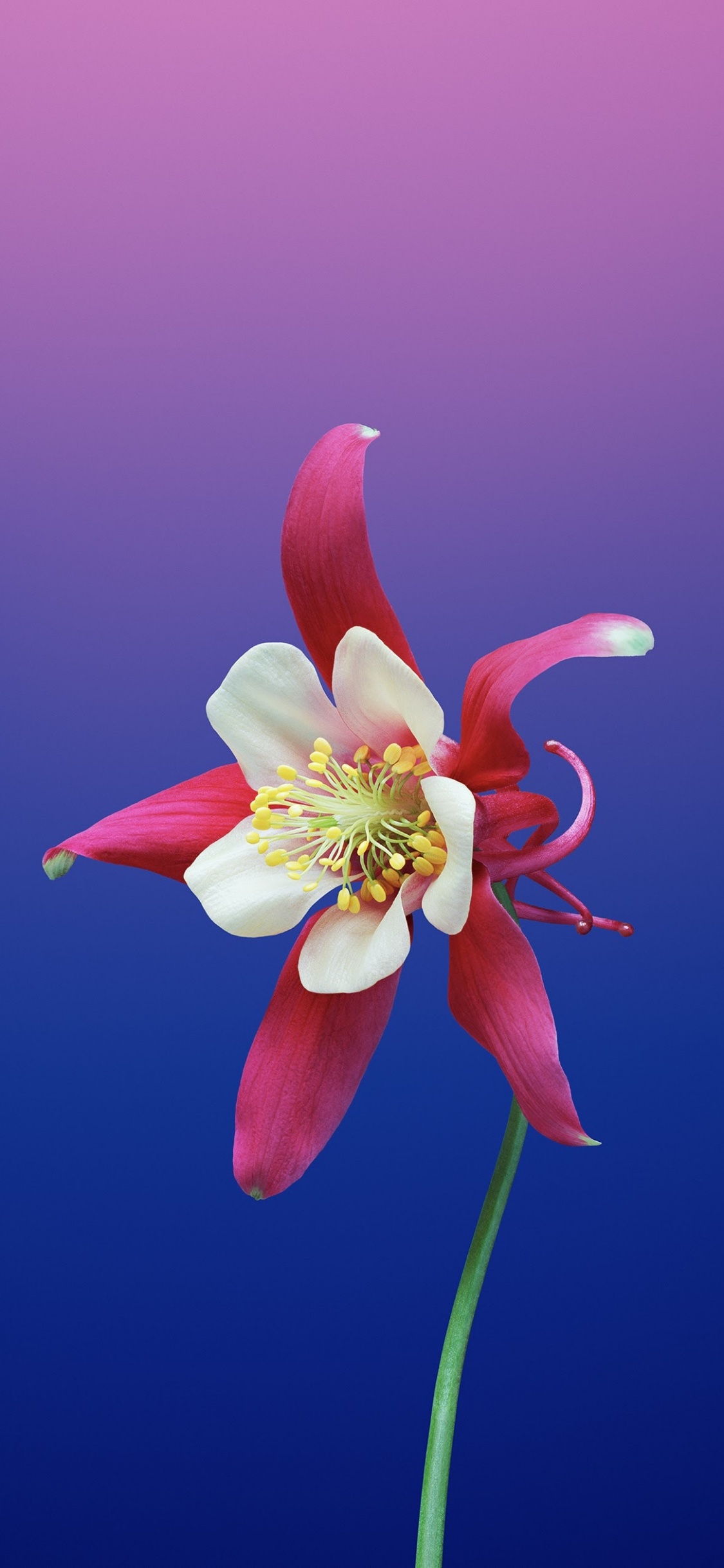 IPad, IOS 11, Apple, IOS, Pétale. Wallpaper in 1125x2436 Resolution