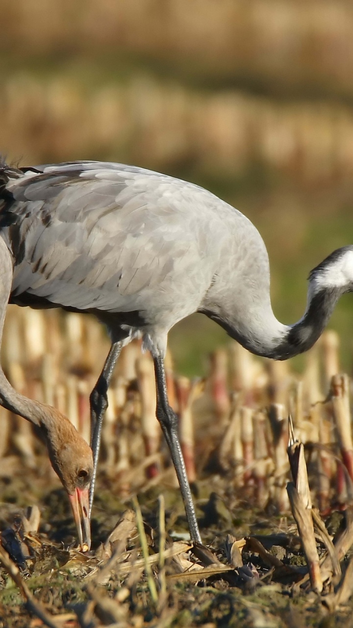 Grey and White Long Beak Bird on Brown Grass During Daytime. Wallpaper in 720x1280 Resolution