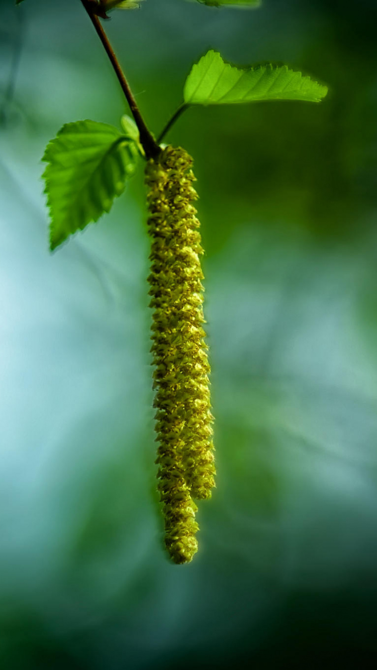 Grüne Pflanze in Tilt-Shift-Linse. Wallpaper in 750x1334 Resolution