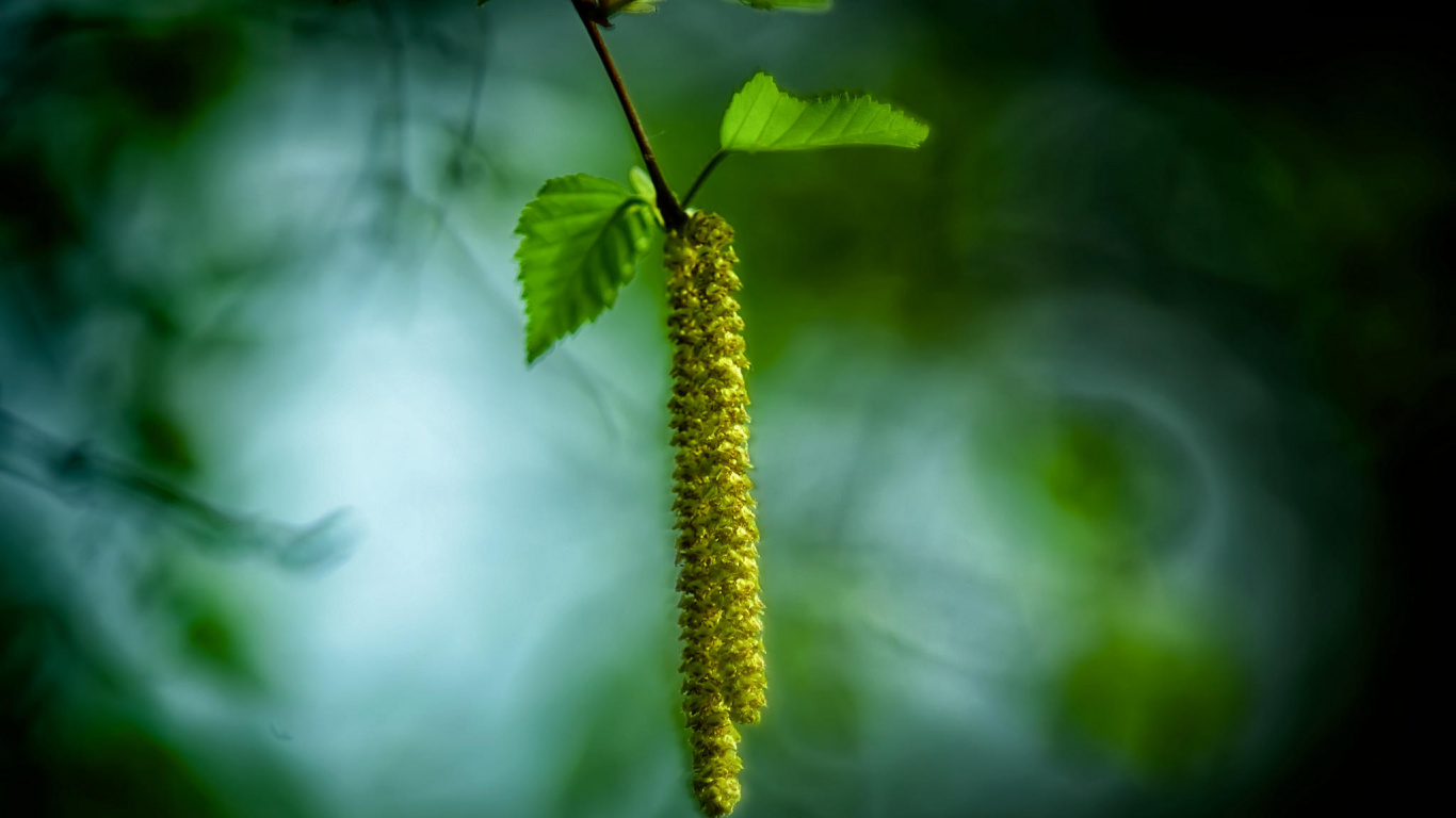 Green Plant in Tilt Shift Lens. Wallpaper in 1366x768 Resolution