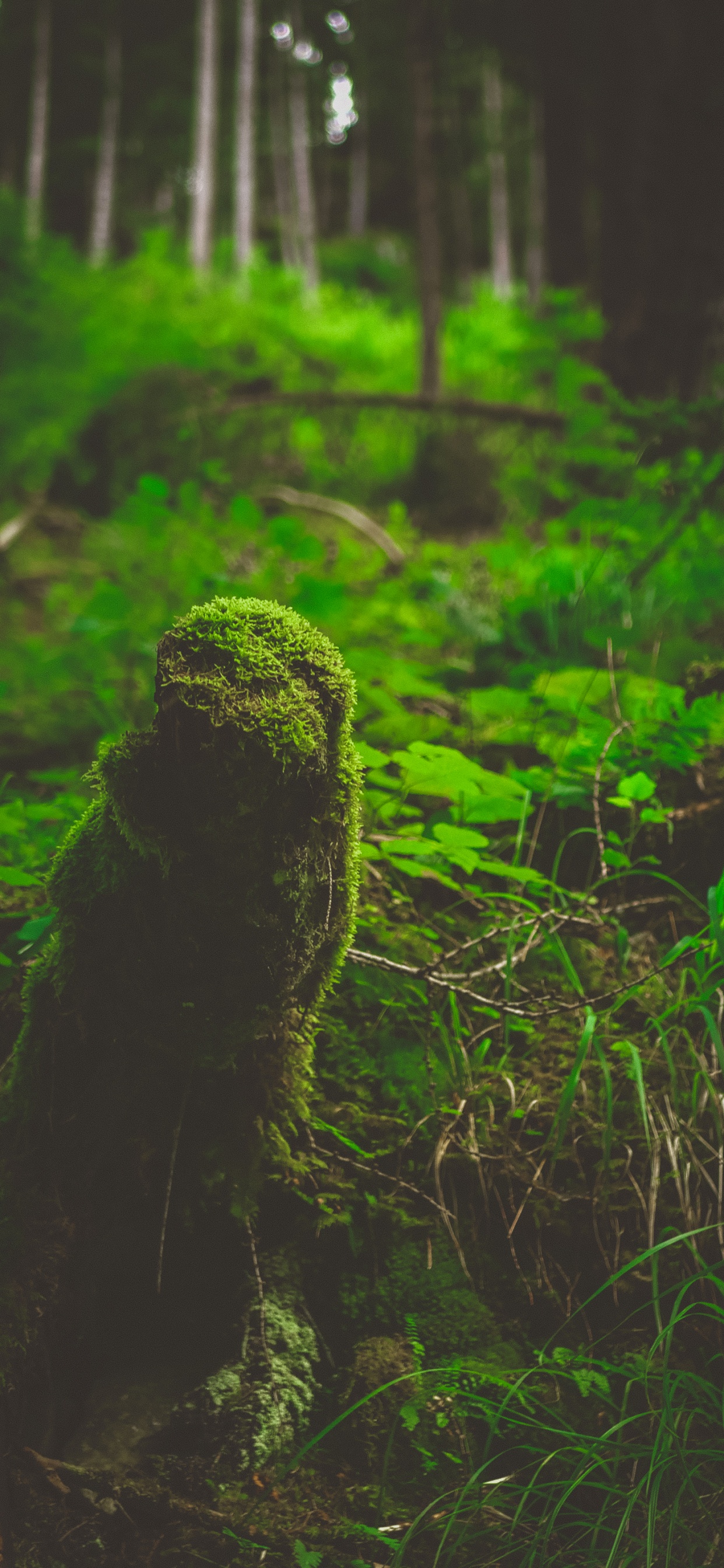 Natur, Biome, Vegetation, Dschungel, Regenwald. Wallpaper in 1242x2688 Resolution