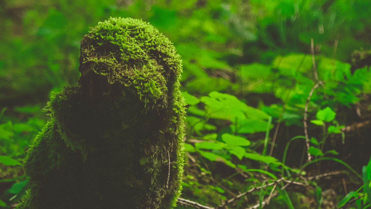 Natur, Biome, Vegetation, Dschungel, Regenwald. Wallpaper in 1280x720 Resolution