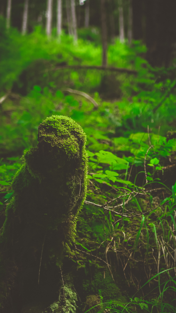 Natur, Biome, Vegetation, Dschungel, Regenwald. Wallpaper in 750x1334 Resolution