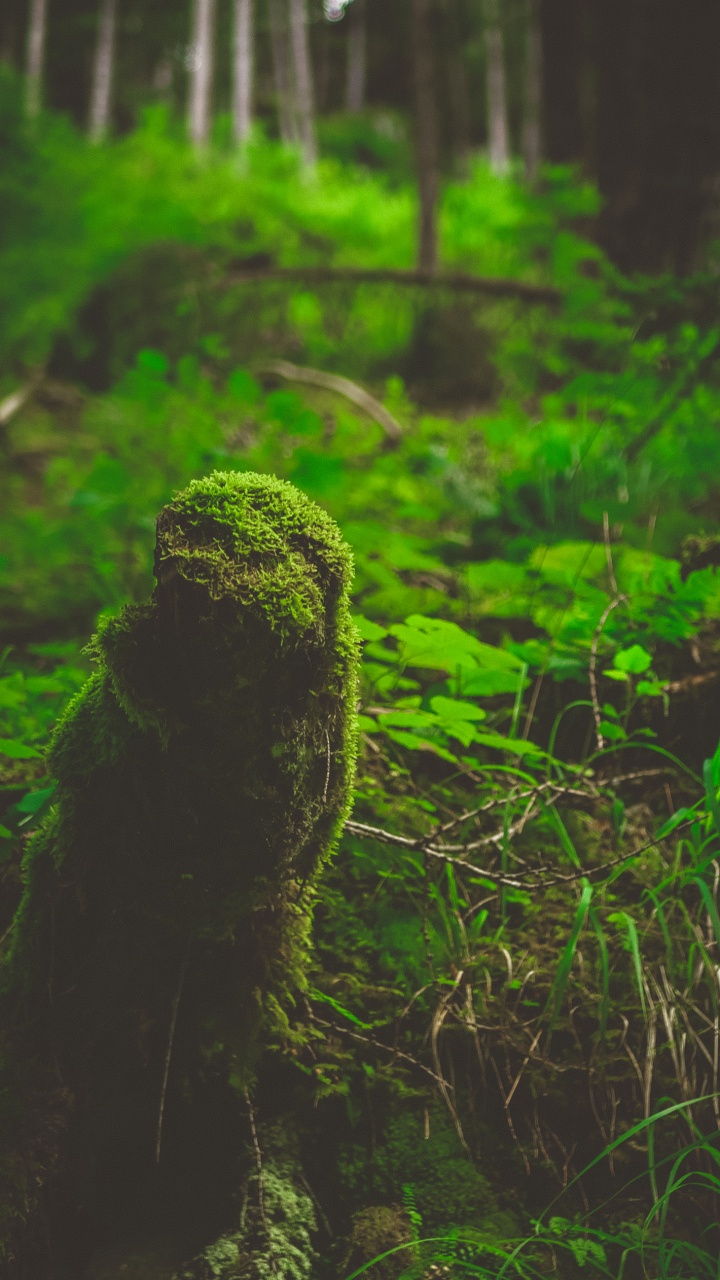 Nature, Biome, Vegetation, Jungle, Rainforest. Wallpaper in 720x1280 Resolution