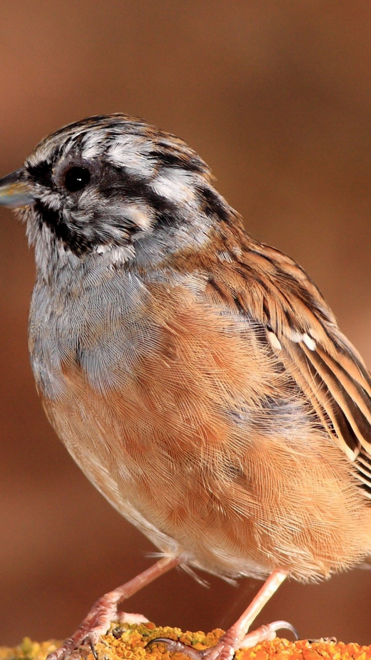 Brown and Gray Bird on Brown Wooden Stick. Wallpaper in 750x1334 Resolution