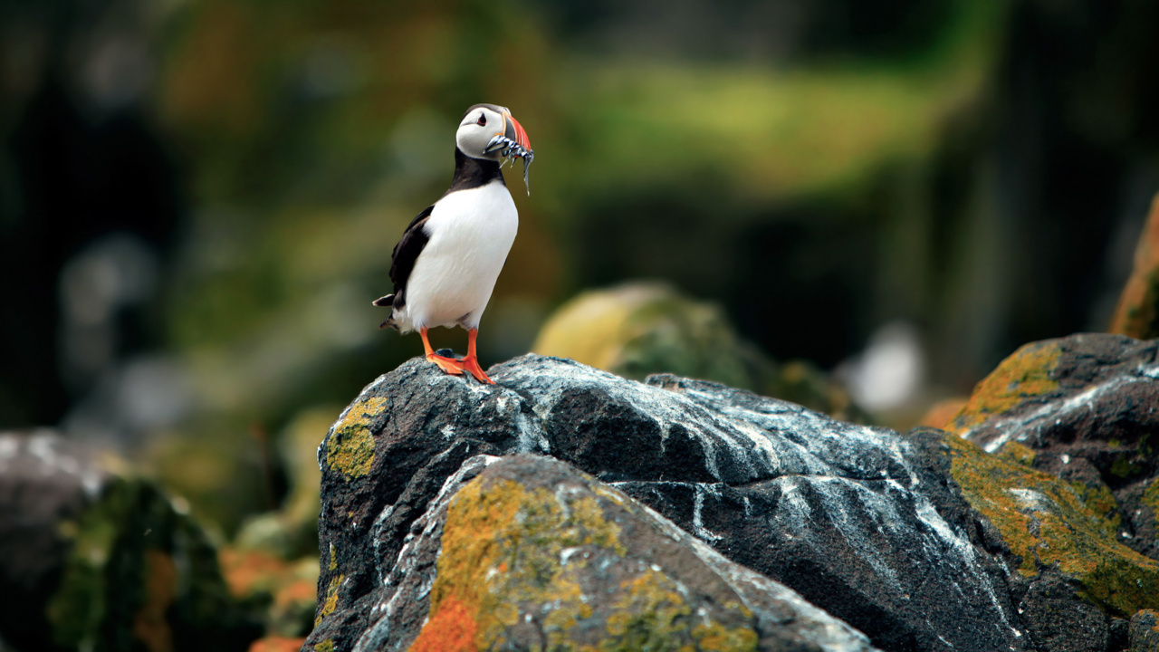 White and Black Bird on Black Rock. Wallpaper in 1280x720 Resolution