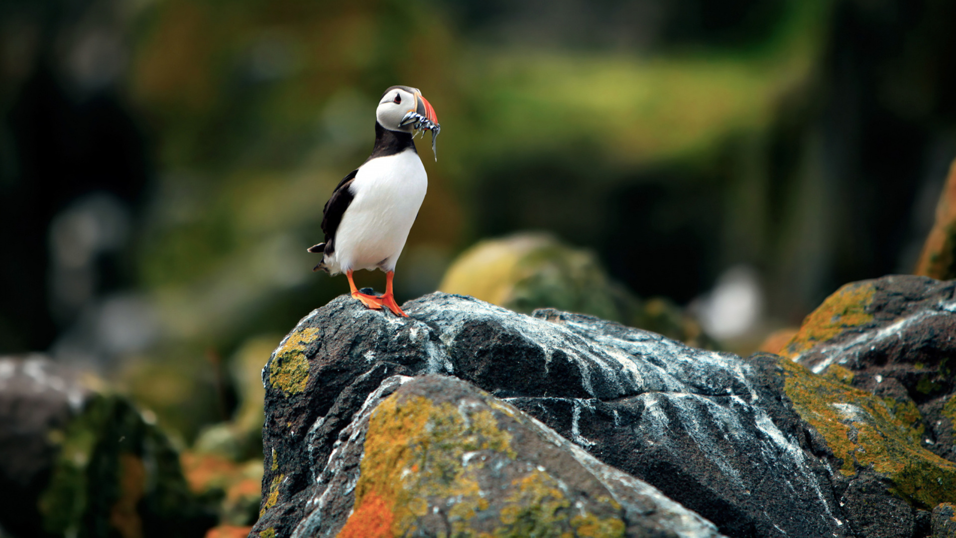 White and Black Bird on Black Rock. Wallpaper in 1920x1080 Resolution