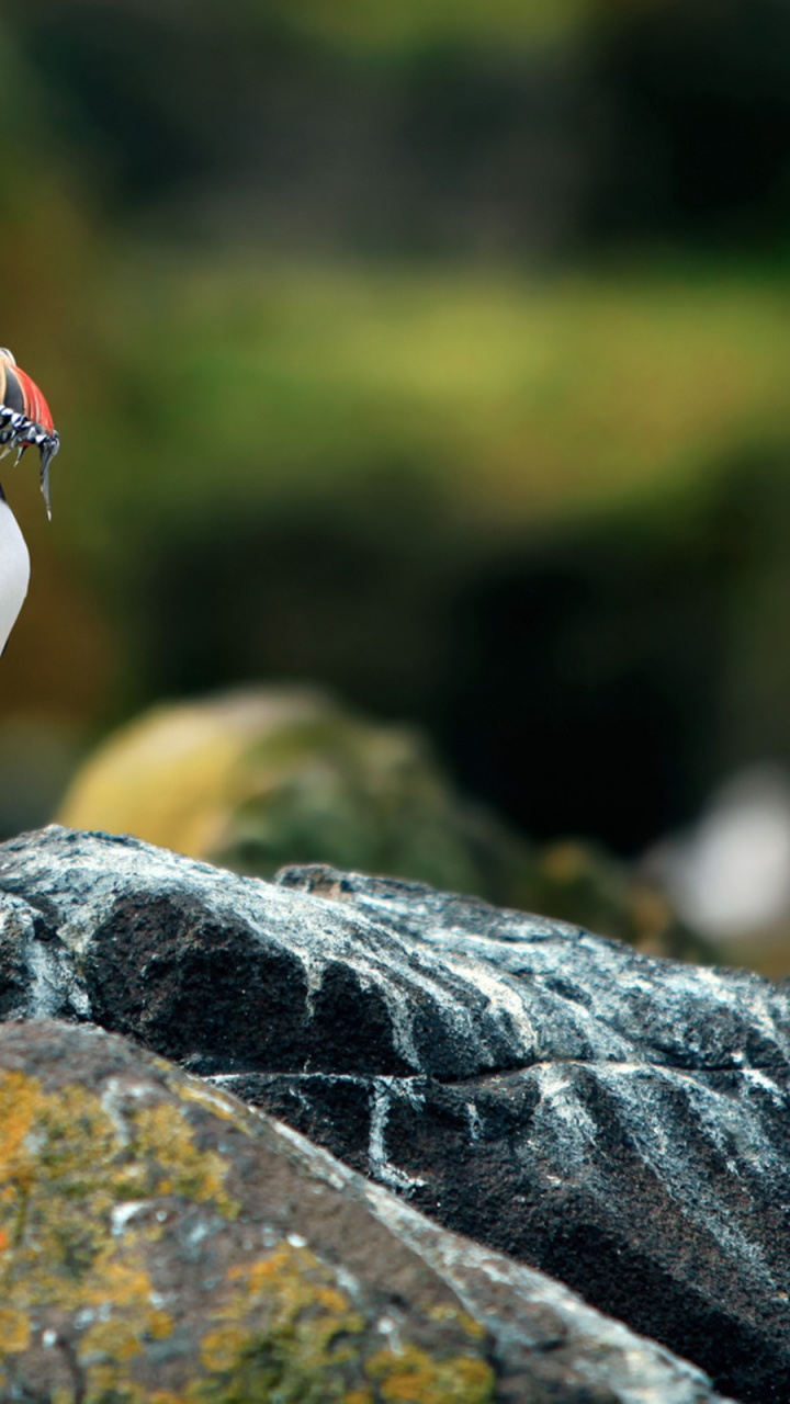 White and Black Bird on Black Rock. Wallpaper in 720x1280 Resolution